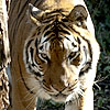 Kazan - Siberian Tiger